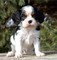 Disponibili cuccioli di cavalier king