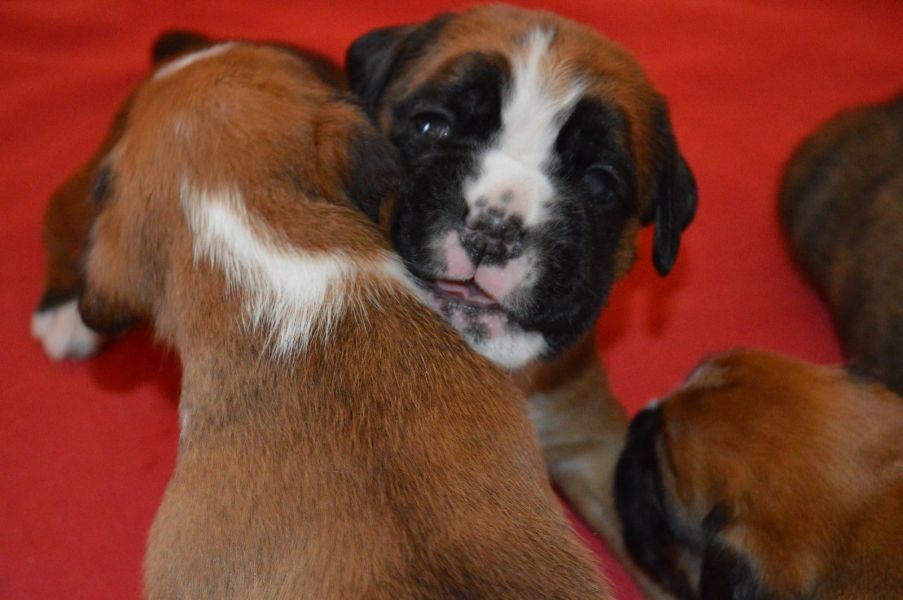 Cuccioli di Boxer ( per regalo )