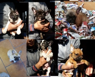 Cuccioli di bulldog francese