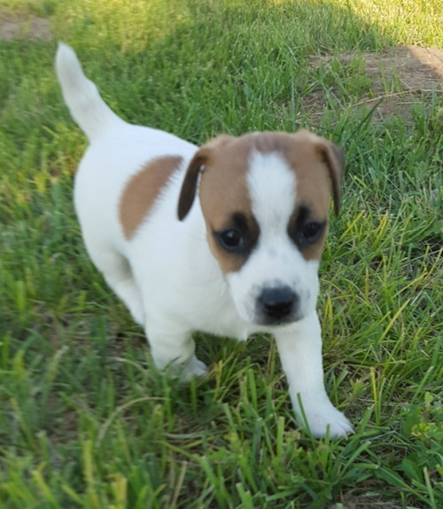  regalo cuccioli di jack russell terrier disponibili per l'adozione