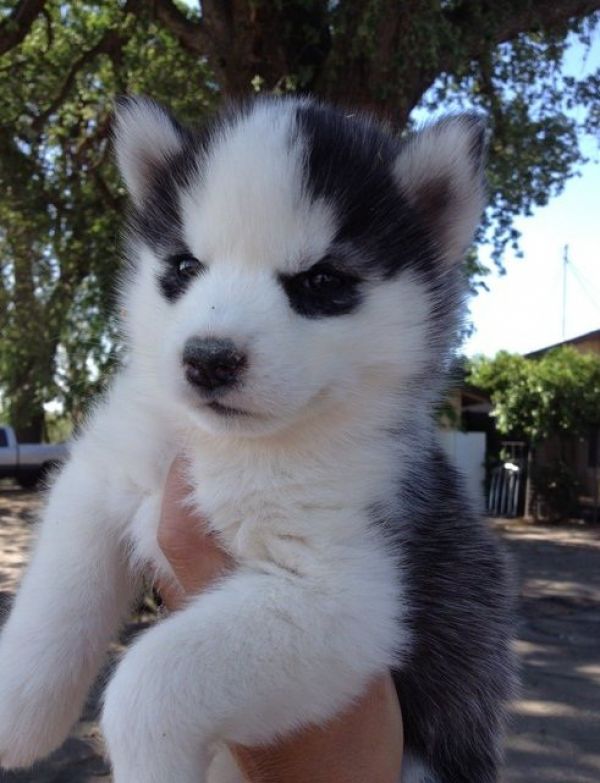 Cuccioli di Husky Siberiano