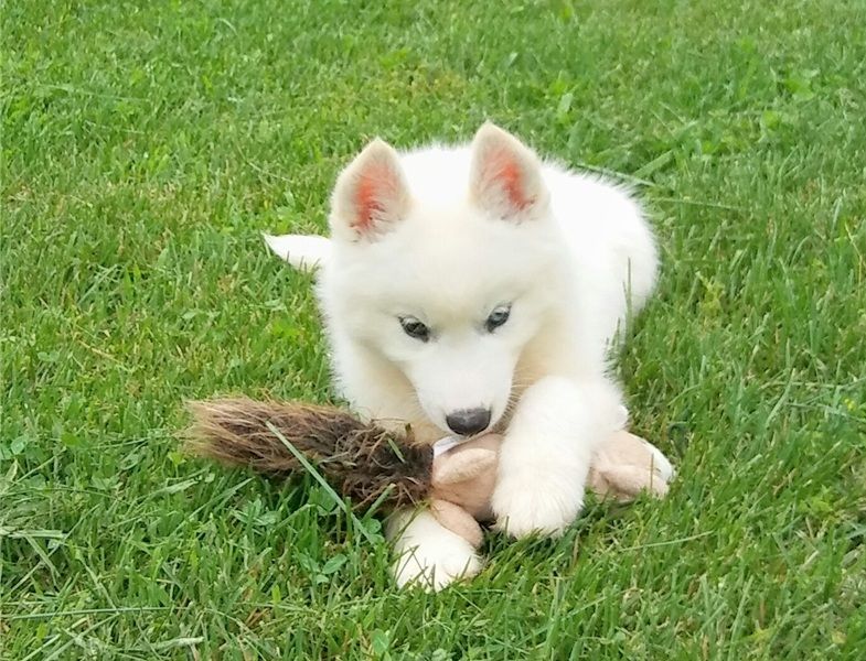 Cuccioli di Husky siberiano