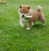 Cuccioli shiba inu con pedegree