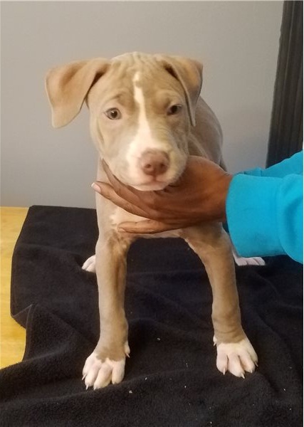 Regalo Cucciolo di pitbull in pronta consegna i cuccioli verranno Dato dopo 90 giorni dalla nascita,