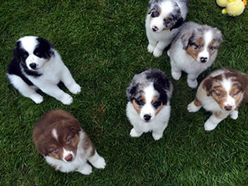 Cuccioli Pastore Australiano,Australian Shepherd