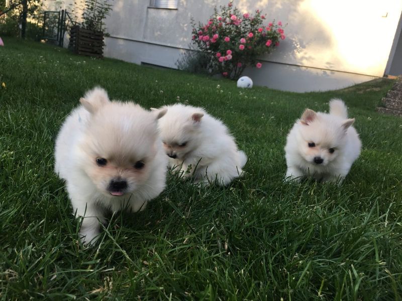 Cuccioli di pomerania ( Gratis )