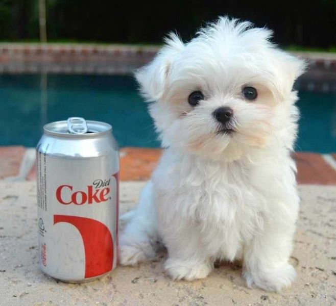 Vendo bellissimi cuccioli di maltese KC Reg