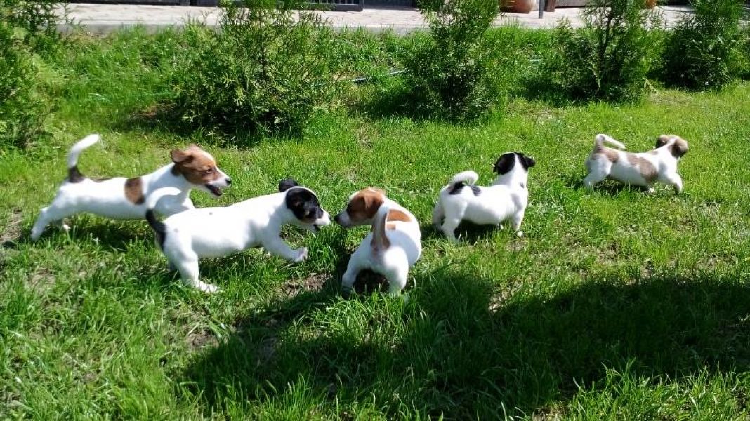 Cuccioli di jack russel per adozione ( maschio e femmina )