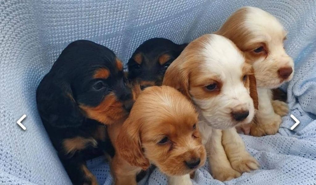 REGALO Cuccioli Coker Spaniel