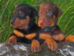 Cuccioli di PINSCHER DOBERMAN femminucce e maschietti disponibili