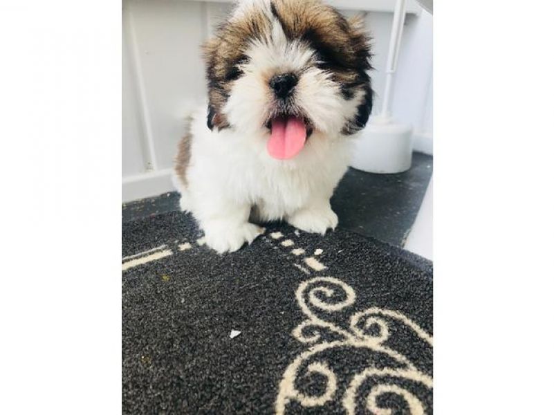 Fantastici piccoli cuccioli di shih disponibili per natale.