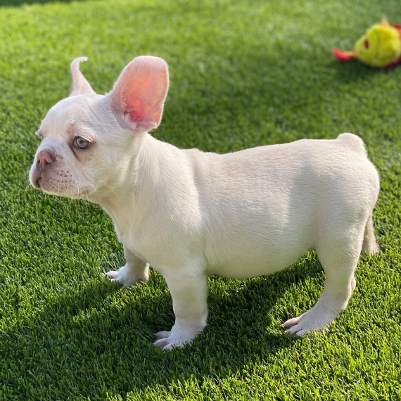 Regarlo Bulldog francese cuccioli EMAIL (canine.boutique.pro@gmail.com)