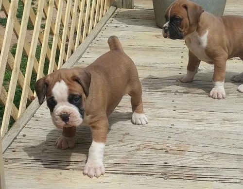 Regalo   Cuccioli di boxer