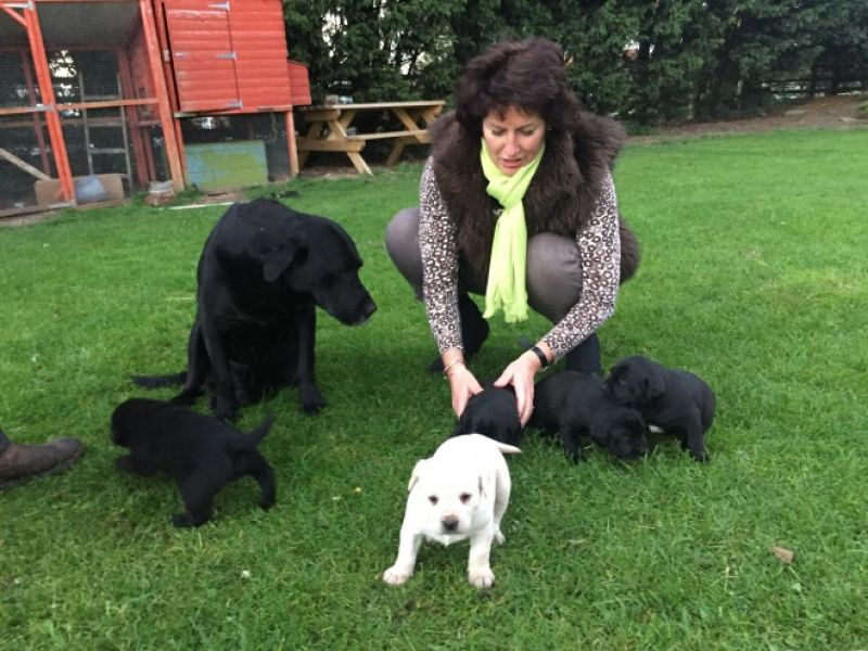  cuccioli di labrador  ( per regalo )