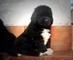 Magnifico terranova cuccioli