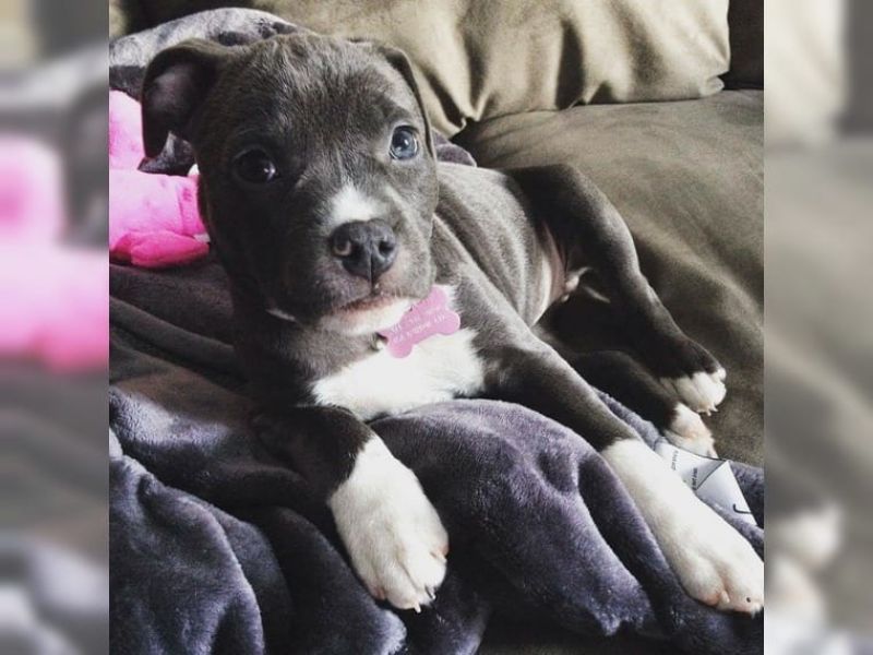   cuccioli di pitbull  per adozione ( maschio e femmina )