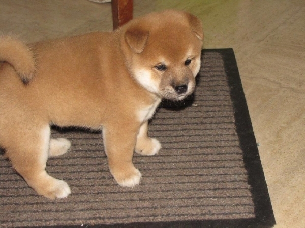 Adorabili cuccioli di shiba-inu femminucce e maschietti disponibili per l'adozione gratuita i cuccio