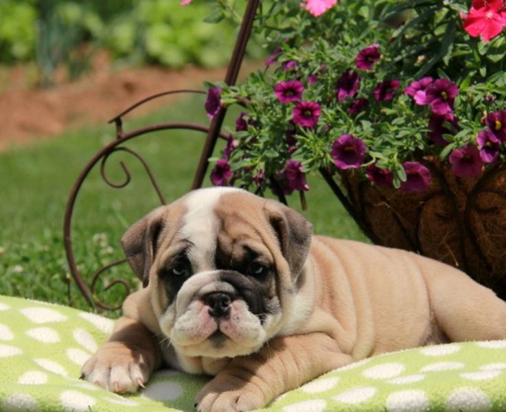 cuccioli di bulldog inglise  per adozione ( regalo  )