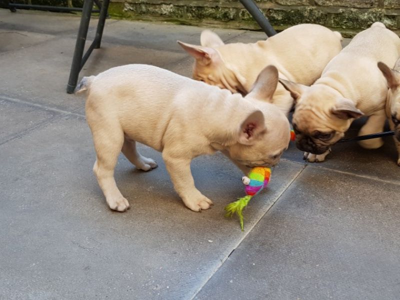 REGALO Cuccioli di Bulldog Francese