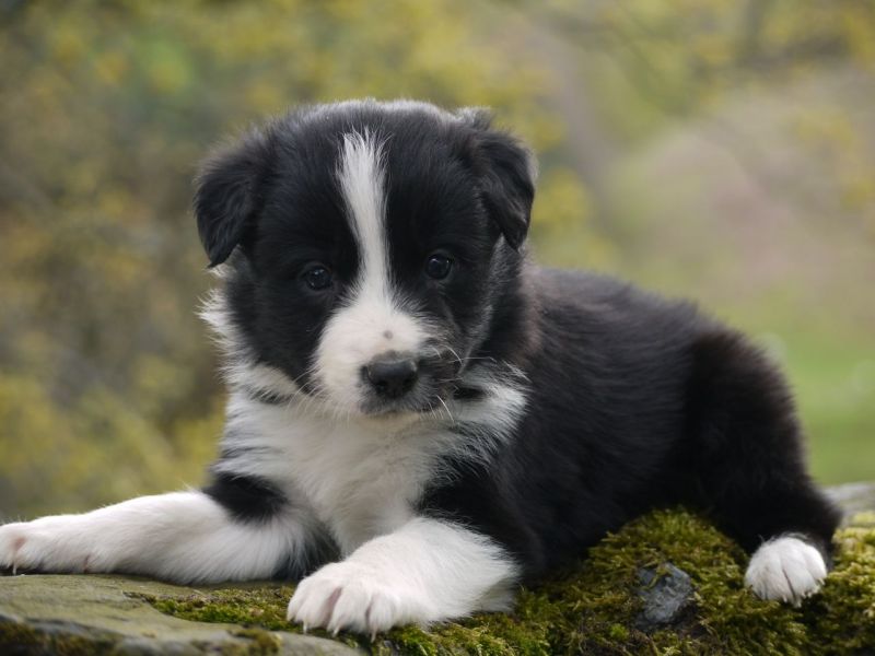Adorabili cuccioli di border collie femminucce e maschietti 