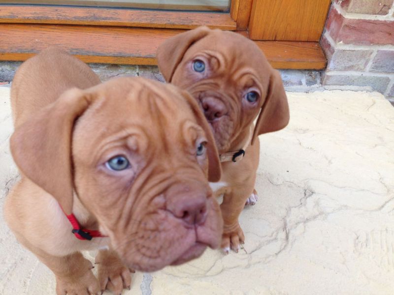 REGALO cuccioli DOGUE DE BORDEAUX
