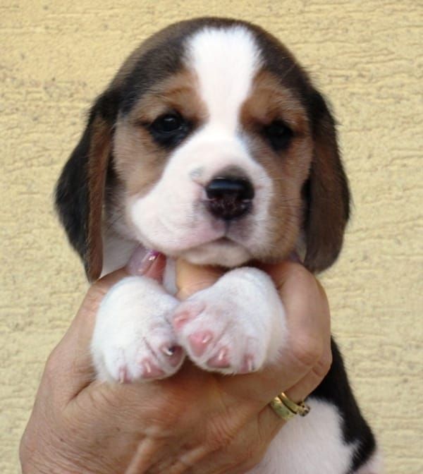Molto bella e sani  cuccioli di beagle   per adozione maschi e femmine disponibili   (gratis) 