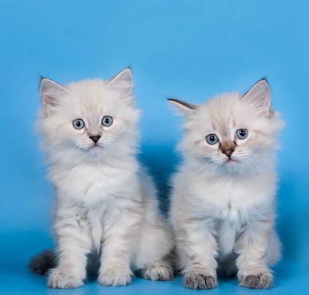 4 Gattino siberiano neva masquerade
