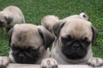 Cuccioli di Carlino ora disponibili !!!!!!!!!!!