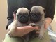 Cuccioli di carlino , maschio e femmina.. cuccioli di carlino , mas..  cuccioli di carlino , maschio