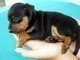 Splendidi cuccioli di Pinscher Toy