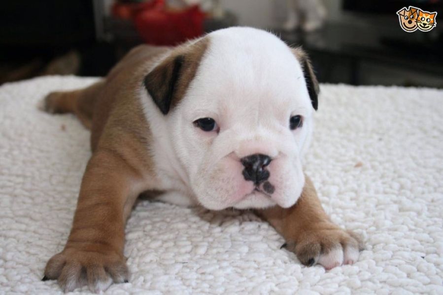 Regalo Bulldog inglese cuccioli disponibili