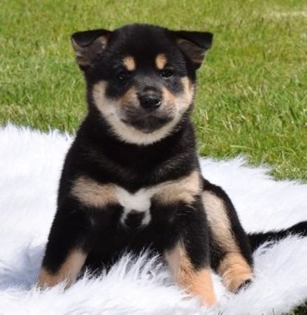 REGALO due cuccioli di Shiba Inu per l'adozione