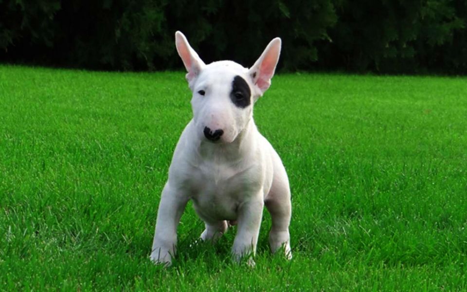 Bull terrier cuccioli introvabili cuccioli di Bull terrier intelligenti e dolcissimi attaccati al pa