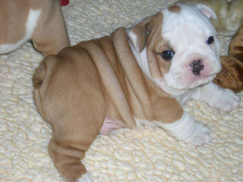  regalo cuccioli di bulldog inglese disponibili per l'adozione