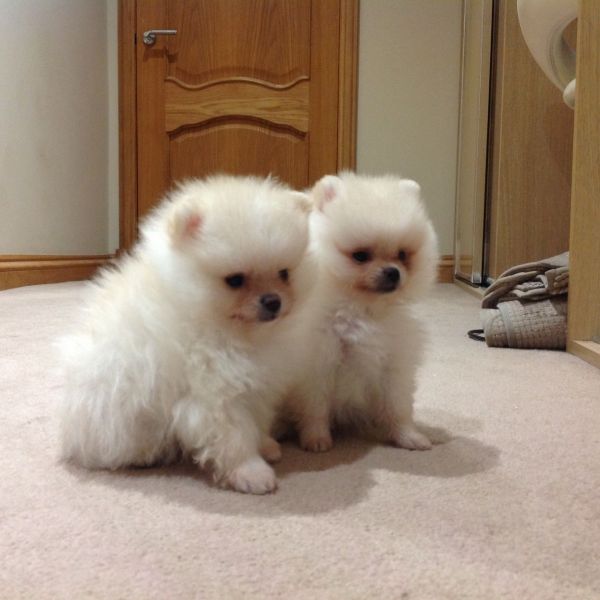 Cuccioli di Pomerania