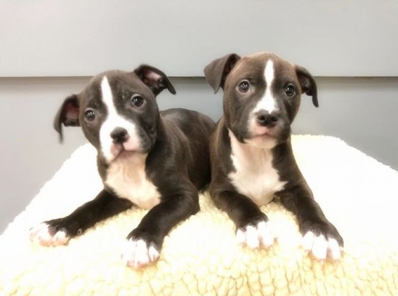 Regalo Cucciolo di pitbull in pronta consegna i cuccioli verranno Dato dopo 90 giorni dalla nascita,