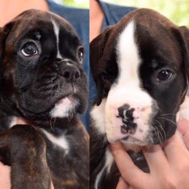 Cucciole di Boxer
