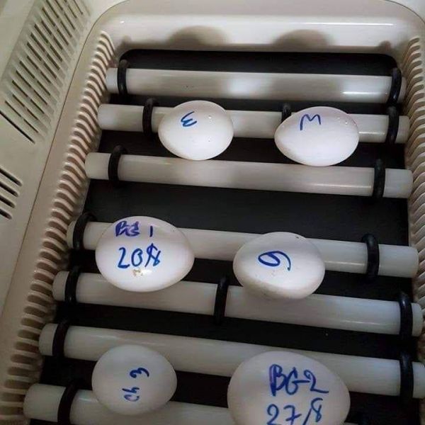 fertili e cuccioli di pappagallo
