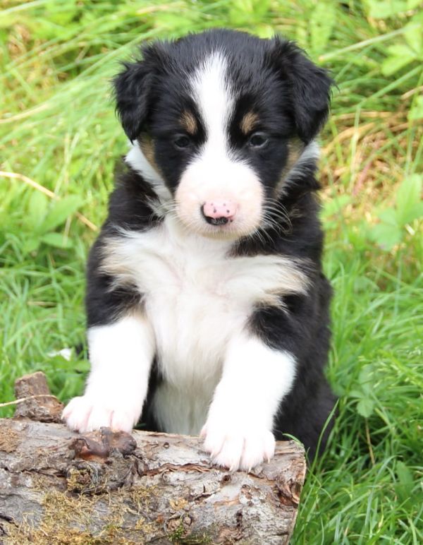   regalo cuccioli di border collie cuccioli disponibili per l'adozione