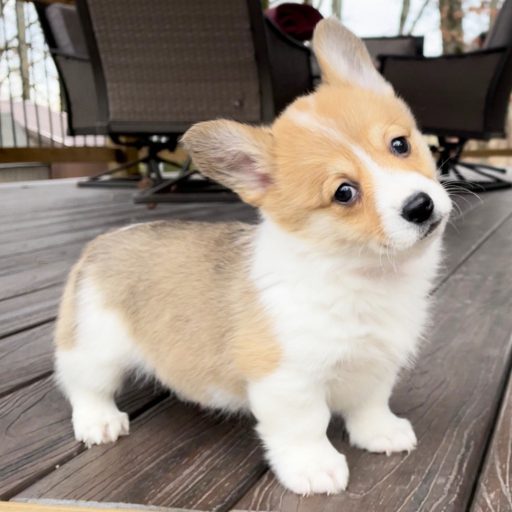REGALO Cuccioli  di Pembroke Welsh Corgi