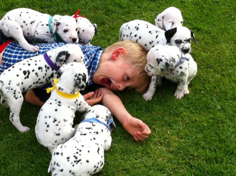 Regalo abbiamo cuccioli di dalmata