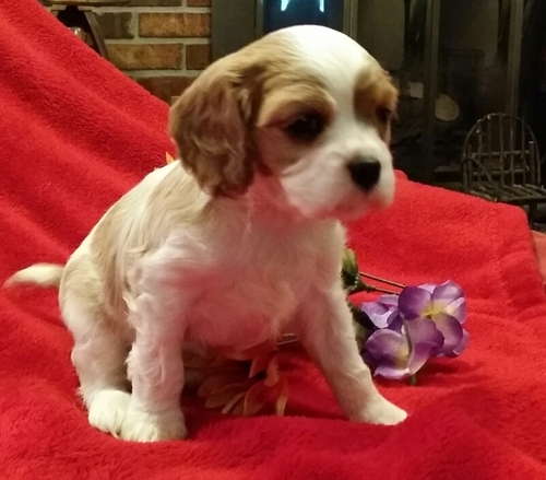 Cuccioli di cavalier king  per adozione ( maschio e femmina )