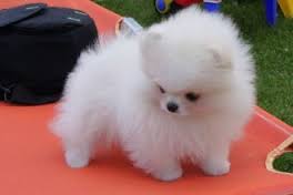 REGALO Due cuccioli T-Cup Pomerania impressionanti.