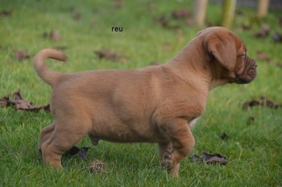  Molto bella e sani  cuccioli di dogue bordeaux  per adozione maschi e femmine disponibili (gratis)
