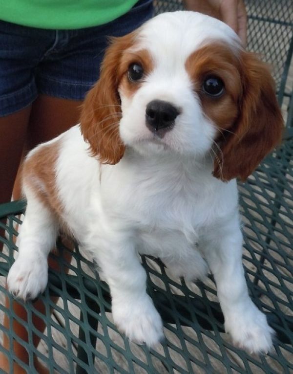Adorali cuccioli di cavalier king femminucce e maschietti disponibili per l'adozione