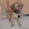 Cuccioli di Rhodesian Ridgeback maschio e femmina