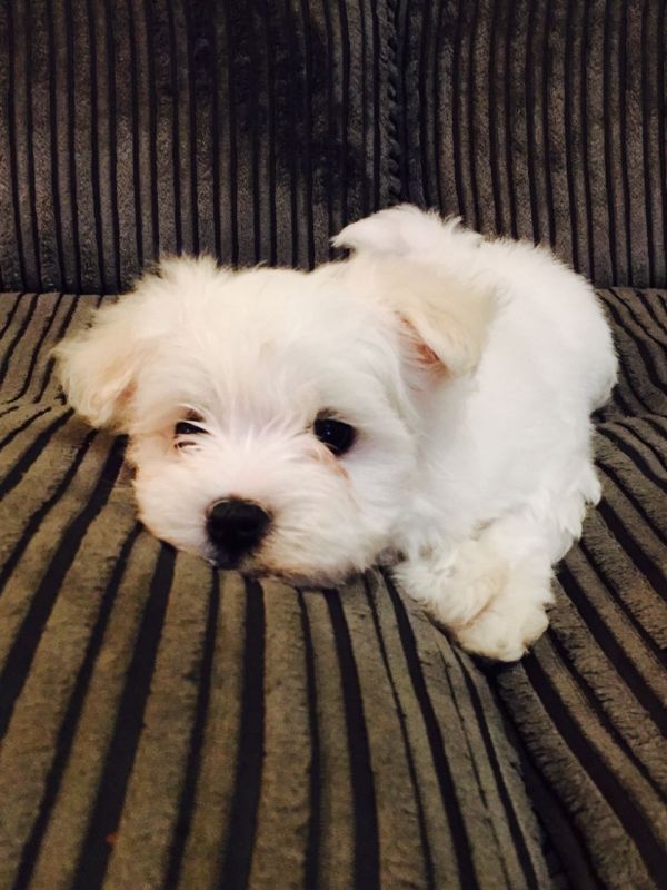 Cuccioli maltese mini toy con pedigree 