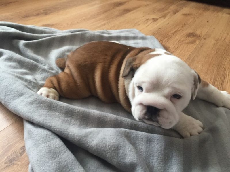 Regalo Bulldog inglese cuccioli disponibili