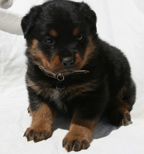   regalo cuccioli di rottweiler disponibili per l'adozione