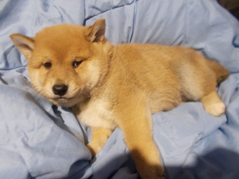 Bella e sani cuccioli di shiba-inu per adozione 